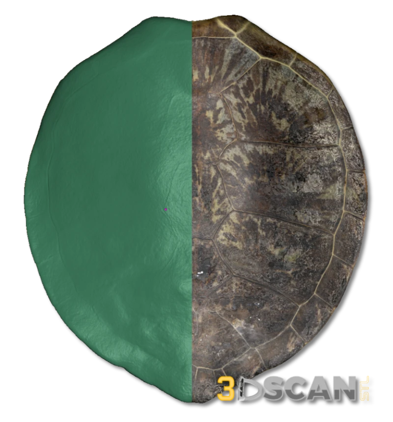 Sea-Turtle-Quasi-split-comparison